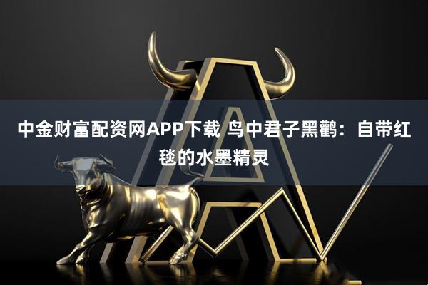中金财富配资网APP下载 鸟中君子黑鹳：自带红毯的水墨精灵