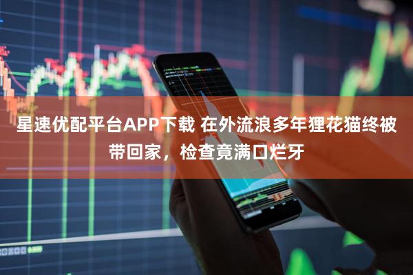 星速优配平台APP下载 在外流浪多年狸花猫终被带回家，检查竟满口烂牙