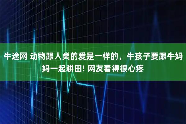 牛途网 动物跟人类的爱是一样的，牛孩子要跟牛妈妈一起耕田! 网友看得很心疼